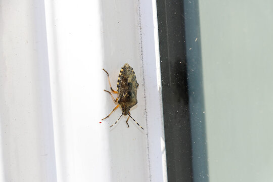 Brown marmorated stink bug (Halyomorpha halys) resting on a white window frame. Close-up macro of a shield bug with mottled brown pattern and striped antennae, invasive insect.