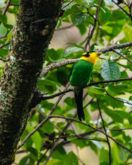 Obraz premium Long-tailed Broadbill is a colorful forest bird with vivid green plumage, blue throat, black cap, and long tail streamers. It forages in groups, feeding on insects and fruits in the canopy.