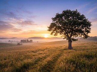 Fototapeta premium Lone oak tree at sunrise over rolling hills and valley mist
