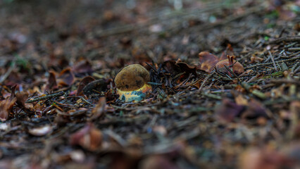 Wild bolete mushroom sprouting through dry leaves on the forest floor. Close-up macro of edible fungus in autumn © FotoBastek
