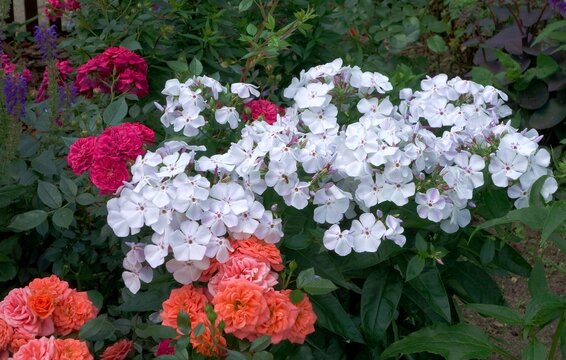 Beautiful white flowers - Phlox Paniculate (Pro Light Blue).