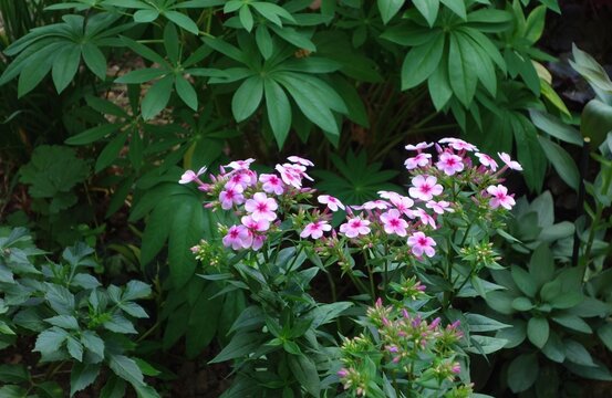 Beautiful pink flowers - Phlox (Early Lavender Pop).