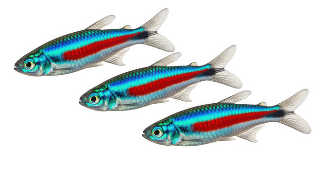 three vibrant neon tetra fish swimming in clear water isolated on white