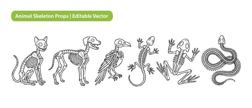 Animal skeleton vector icons set showing bones of cat, dog, bird, lizard, frog, and snake. Halloween spooky anatomy illustration design elements for science education, biology projects, or spooky art.