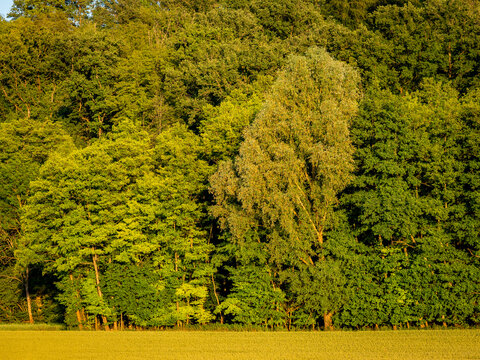 Waldrand im Sommer