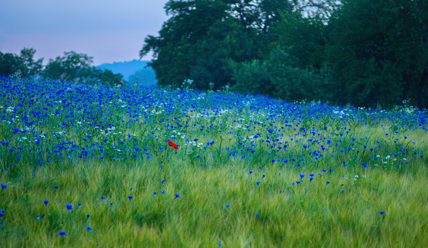 Auf dem Getreidefeld wachsen reichlich blaue Kornblumen und erfreuen die Wanderer
