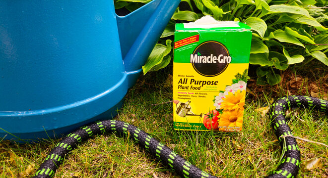 MINNEAPOLIS, MINNESOTA - JUN 21, 2026: An all-purpose Miracle-Gro plant food box next to a garden hose and a blue watering can. For Editorial Use Only.