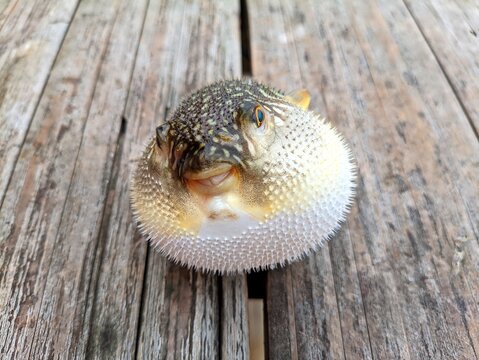 Close-up photograph of an inflated porcupinefish (blowfish) displaying its defensive spines and distinctive patterned body on a wooden surface