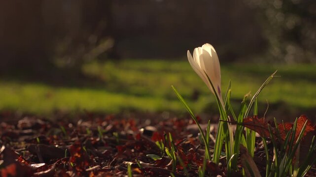 Group of crocus flowers white and purple in gentle breeze 