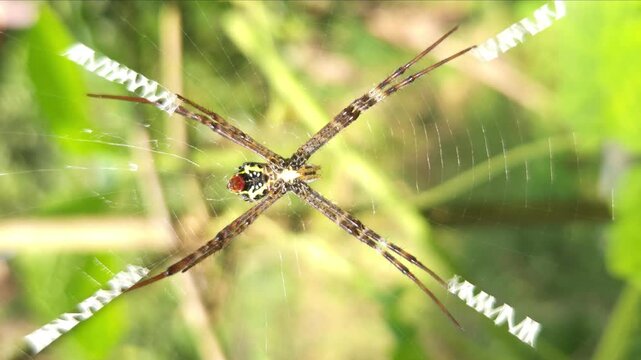 Spider on Orb Web with X-Shaped Stabilimentum, Macro Wildlife Close Up, Nature, Biodiversity, Arachnid, 4K Cinematic Stock Footage