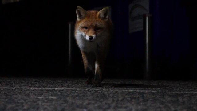 Red Fox Walking Towards Camera in Urban Edinburgh, Scotland (Slow Motion)