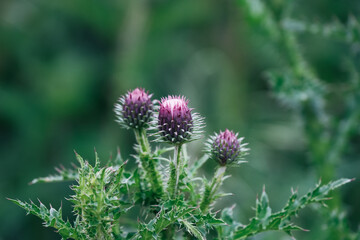 Fototapeta premium Pink Thistle (Cirsium species), Wildflower Close-Up, Botanical Macro Nature Concept