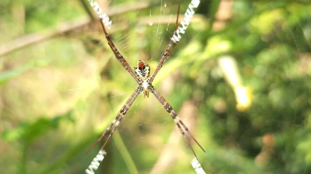 Spider on Orb Web with X-Shaped Stabilimentum, Macro Wildlife Close Up, Nature, Biodiversity, Arachnid, 4K Cinematic Stock Footage