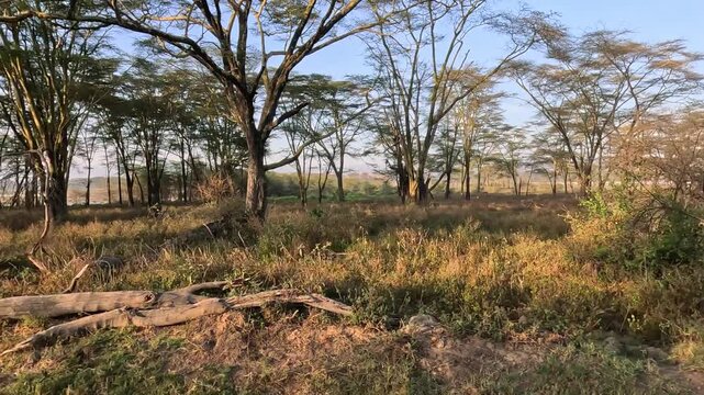 View of acacia trees and dry savanna grass under golden light in Lake Nakuru National Park, Nakuru, Nakuru County, Kenya.