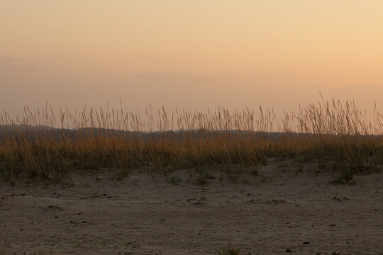 Silhouette of reed crops in the wind. 