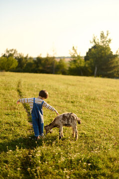 child with a little goat in a field.