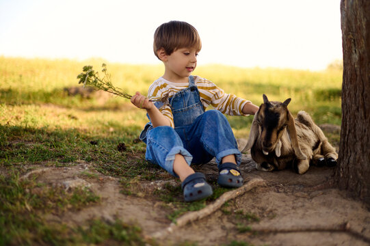 little shepherd