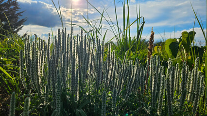 Backlit woolly plantain wild grass stalks growing in a sunny prairie field against a cloudy blue sky.  © mailcaroline