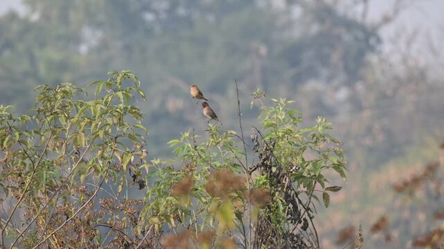 Scaly-breasted munia or&nbsp;Lonchura punctulata brids. Its common name is&nbsp;spotted munia, &nbsp;nutmeg mannikin and&nbsp;spice finch. It  is a&nbsp;sparrow-sized&nbsp;estrildid finch&nbsp;native to tropical Asia. 