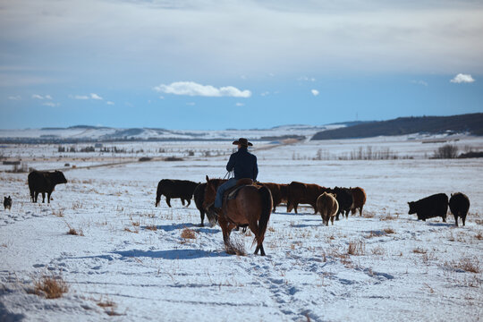 Cowboy Herding Cattle in Snow-Covered Field During Winter Season