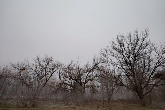 Minimalist autumn landscape with bare trees and heavy morning fog covering the sky