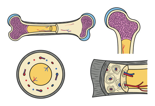 Displaying detailed cross-sections of bone anatomy, the image reveals marrow, spongy bone, and Haversian systems for medical clarity