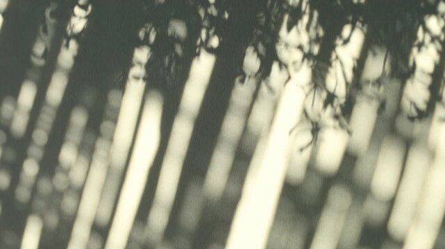 Leaves shadows silhouette on wind overlay abstract geometric background, soft light reflection from leafs, tree branch or lush foliage in summer sunlight.