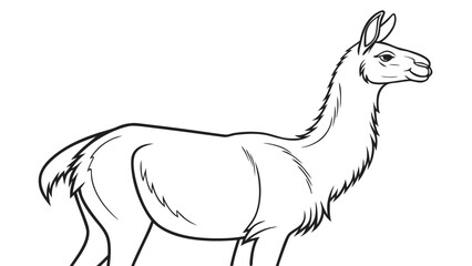 Close up line art portrait of a llama with portrait illustration monochrome © Md
