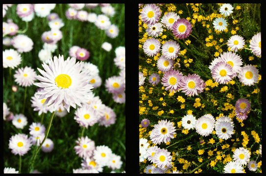 Diptych of Australian Wildflowers taken on Half Frame Film Camera