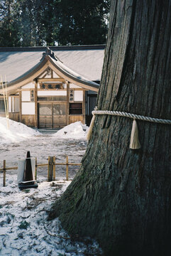 Japanese shrine with 700-year-old and 800-year-old cedar trees