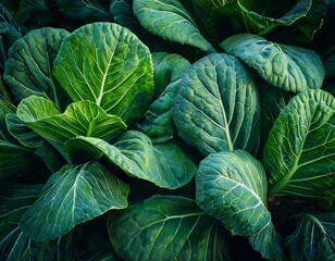 Obraz premium collard green leaves displayed a showcasing vibrant green color