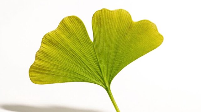 Green ginkgo biloba leaf macro details
