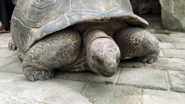 A turtle was walking slowly. The turtle was very old but looked healthy. Close up video.