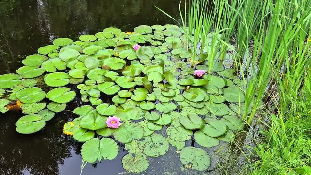 Pond covered with green lily pads and pink flowers (Nymphaea), water surface, aquatic plants, wetland scene.