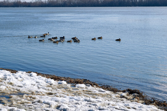 Flock of ducks swimming near snowy riverbank on calm winter river