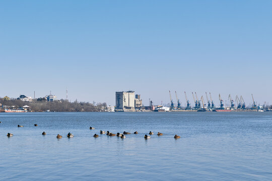 Flock of ducks swimming on calm river with industrial harbor skyline