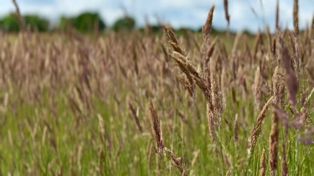 Wild grass stalks growing in field