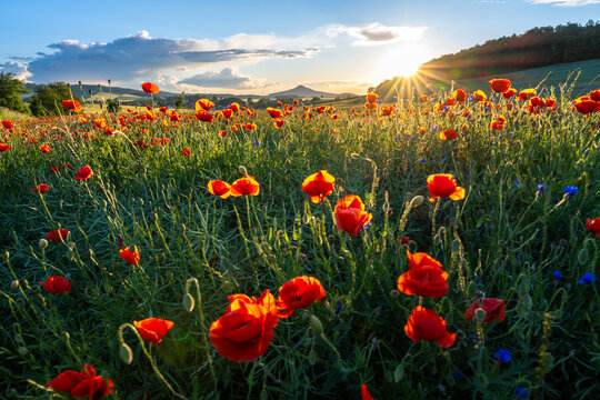poppy meadow in Land of Extinct Volcanoes in Poland