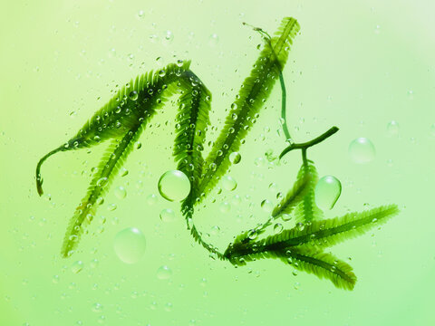 Algae shot through glass with droplets of water