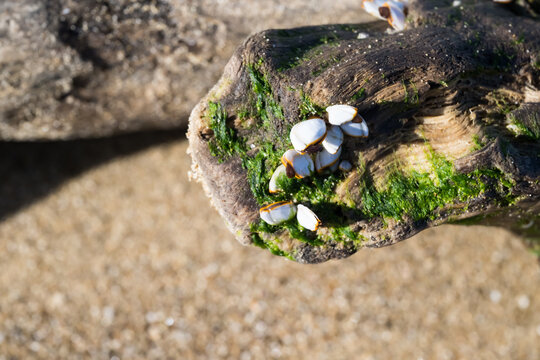 Some pelagic gooseneck barnacle (Lepas anatifera) on the driftwood.