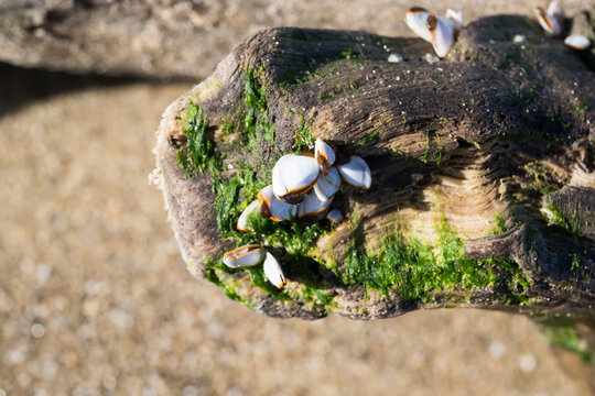 Some pelagic gooseneck barnacle (Lepas anatifera) on the driftwood.