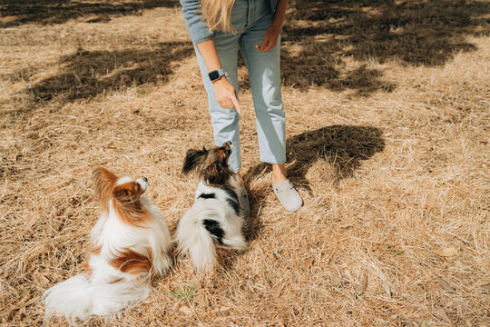 Continental Toy Spaniel Dogs During Training
