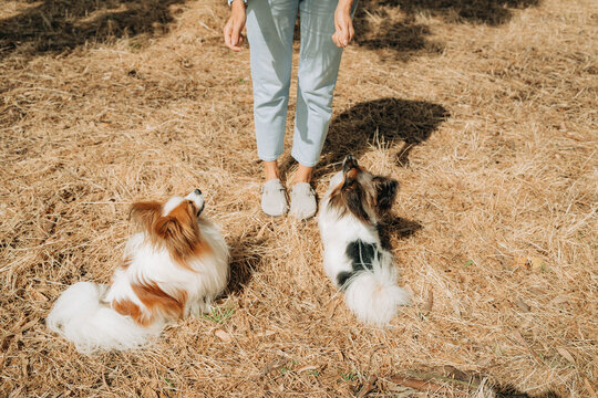 Papillon dogs waiting for commands outdoors