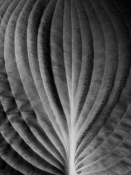 Hosta leaves in Spring