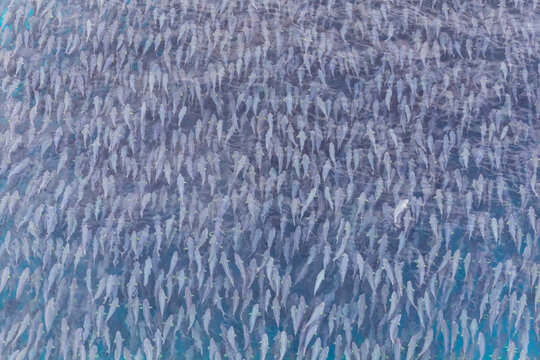 School of Australian Salmon. Sleaford Bay. . South Australia.