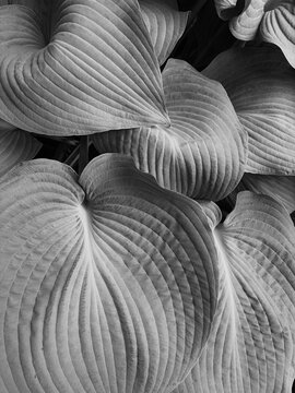 Hosta leaves in Spring