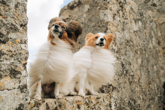 Two Papillon Dogs Posing on Stone Structure Outdoors in Wind