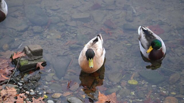 The image features mallard ducks, recognizable by their distinct iridescent green heads and yellow bills.