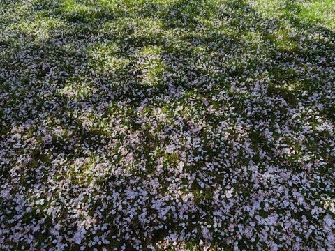 Cheery blossom pedals on lawn