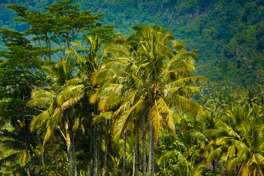 Coconut plantations provide high economic benefits through processed products such as copra and oil, food security and health from coconut fruit and water, and environmental preservation in preventing